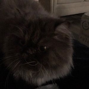 Meet your Posher, Buffy